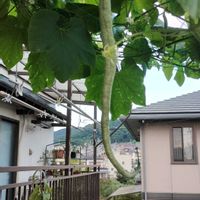 ゴーヤ,ヘビウリ,ヘビウリ,サファニア,ソケイノーゼンの画像