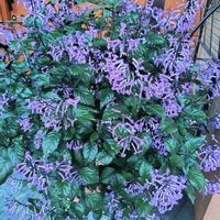 プレクトランサス・モナラベンダー,鉢植え,玄関ポーチの画像