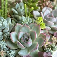 エケべリア ピンククリスタルローズ,多肉寄せ植え,多肉植物のある暮らし,ベランダタニラー,多肉だいすきの画像