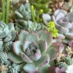 エケべリア ピンククリスタルローズ,多肉寄せ植え,多肉植物のある暮らし,ベランダタニラー,多肉だいすきの画像