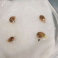 レモン,レモン,レモンの画像