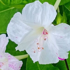 オシロイバナ,白粉花,花のある暮らし,大事に育てたい,キュンキュン乙女倶楽部の画像