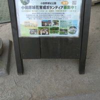 花菖蒲,小田原城あじさい花菖蒲まつり,お出かけ先の画像