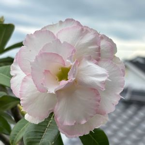 サボテン,スイレン,スイレン,ヒマワリ,ヒマワリの画像