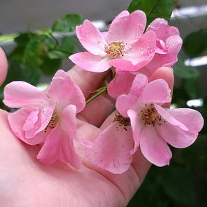 アンジェラ,初心者,ベランダガーデニング,初めて育てる,ばら バラ 薔薇の画像