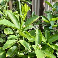 金柑,大阪,植物大好き,お花大好き,生き物大好きの画像