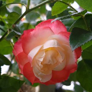 薔薇 ノスタルジー,初心者,ベランダガーデニング,初めて育てる,ばら バラ 薔薇の画像