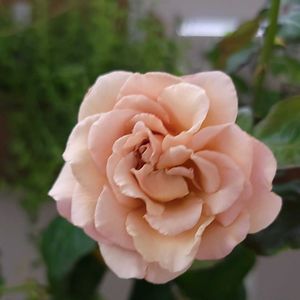 カフェラテ,初心者,ベランダガーデニング,初めて育てる,ばら バラ 薔薇の画像