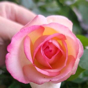 プリンセスドゥモナコ,初心者,ベランダガーデニング,初めて育てる,ばら バラ 薔薇の画像