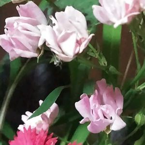 ミニバラ,ミニバラ,おやすみなさい。♪v(*'-^*)^☆,スマホ撮影,いつもありがとう❤️の画像