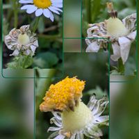 ノースポール,ノースポール,小さな花壇,花のある暮らし,植物好きの画像