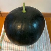 キュウリ,ナス,ピーマン,ズッキーニ,万願寺とうがらしの画像