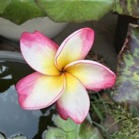 プルメリア,癒やし,庭の画像