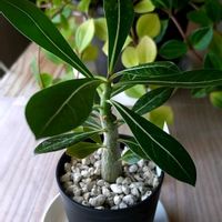 アデニウム,塊根植物,アデニューム,室内管理の画像