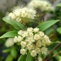 クサハナビ,レモンマートル,クサハナビ（草花火）,多肉植物,ハーブの画像