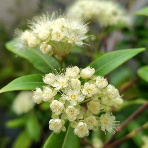 クサハナビ,レモンマートル,クサハナビ（草花火）,多肉植物,ハーブの画像