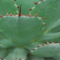 ハオルチア,多肉植物,観葉植物,塊根植物,サボテン科の画像