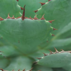ハオルチア,多肉植物,観葉植物,塊根植物,サボテン科の画像