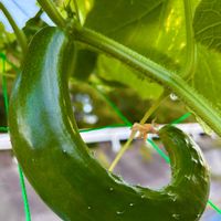 キュウリ,緑のある暮らし,庭の畑,庭の画像