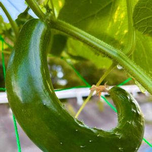 キュウリ,緑のある暮らし,庭の畑,庭の画像