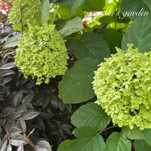アナベル,花のある暮らし,植中毒,小さい庭の画像
