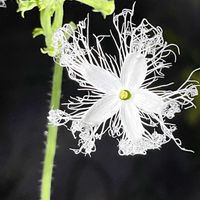 ヘビウリ,キダチチョウセンアサガオ,鬼面角（キメンカク）,温室,京都府立植物園の画像