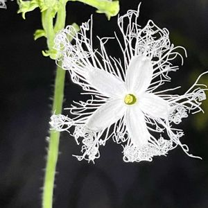 ヘビウリ,キダチチョウセンアサガオ,鬼面角（キメンカク）,温室,京都府立植物園の画像
