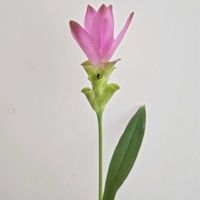 クルクマ,クルクマ　ルックブアピンク,一人一花,一人一花運動@福岡市,ハナノヒの画像