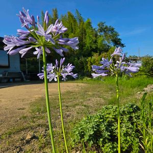 花のある暮らし,花いろいろ,宮城県仙南,元気に育ててますよ,庭の画像