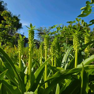 花のある暮らし,花いろいろ,宮城県仙南,元気に育ててますよ,庭の画像