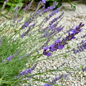 ラベンダー,花のある暮らし,緑のある暮らし,斑入り葉っぱ,今日のお花の画像