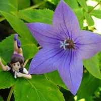 キキョウ,センペルのお花,ずっと一緒,猫大好き‼,つながりに感謝の画像