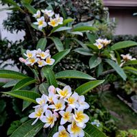 ハイビスカス,プルメリア,花のある暮らし,花が好きな人と繋がりたい,花を撮るのが好きな人と繋がりたいの画像