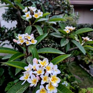 ハイビスカス,プルメリア,花のある暮らし,花が好きな人と繋がりたい,花を撮るのが好きな人と繋がりたいの画像