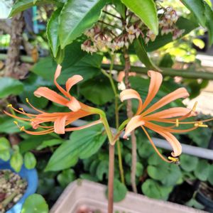 花のある暮らし,庭の画像