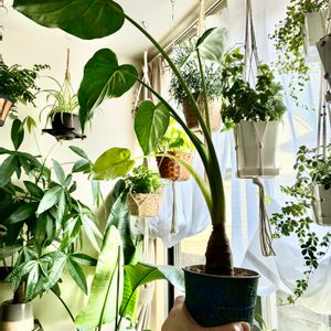 クワズイモ,観葉植物,ダイソー,インテリアグリーン,緑は癒しの画像