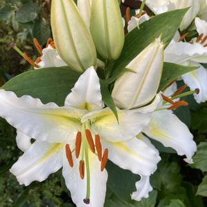 ユリ,球根植物,花のある暮らし,小さな庭の画像