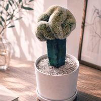 サボテン,観葉植物,鉢植え,誕生日プレゼント,おうち園芸の画像