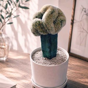 サボテン,観葉植物,鉢植え,誕生日プレゼント,おうち園芸の画像