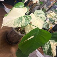 モンステラ,モンステラ ボルシギアナ,モンステラ ボルシギアナ ホワイトタイガー,botanical life,観葉植物のある暮らしの画像