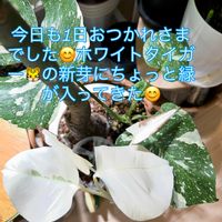 モンステラ,モンステラ デリシオーサ,モンステラ ホワイトタイガー,ワイルド,インドアグリーンの画像