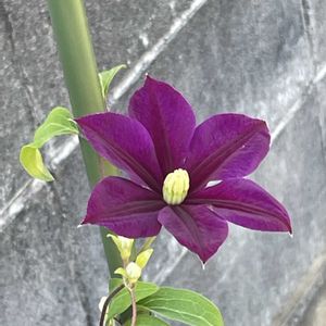 クレマチス,クレマチス,クレマチス エンプレス オブ インディア,クレマチス　プリンス.ジョージ,クレマチス プリンスジョージの画像