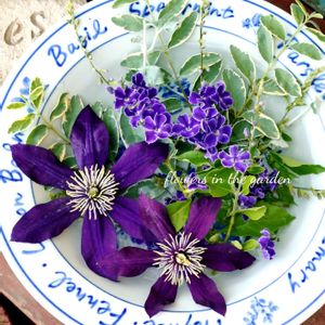 クレマチス,クレマチス パンサー,可愛い,庭の花,癒しの画像