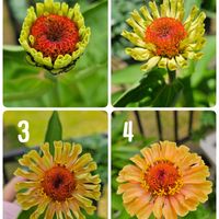 ジニア　エレガンスクイニー,鉢植え,明るい日陰,プランター,ガーデニング初心者の画像