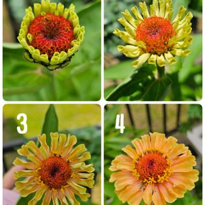ジニア　エレガンスクイニー,鉢植え,明るい日陰,プランター,ガーデニング初心者の画像