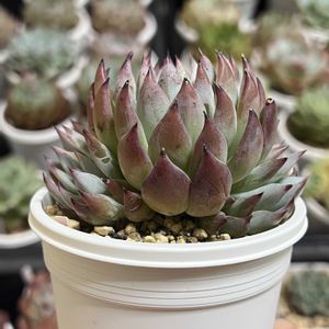 青鬼,ミックスベリア青鬼,多肉植物,エケベリア属,多肉大好きの画像