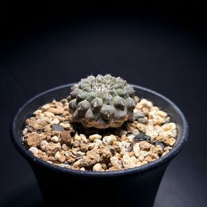 サボテン,エリオシケ,サボテン☆,バルコニスト,エリオシケ属の画像