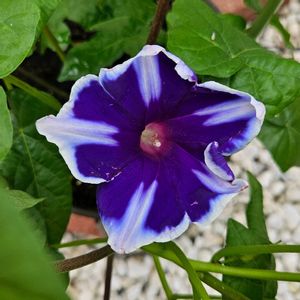 西洋朝顔　スノーフレーク,鉢植え,明るい日陰,プランター,ガーデニング初心者の画像