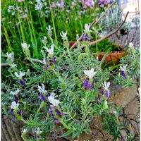 フレンチラベンダー,今日のお花,ラベンダー リトルビー,電停横の花壇,お出かけ先の画像