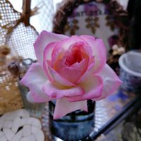 バラ,薔薇,プリンセスドゥモナコ,ナチュラルガーデン,ネコ好きの画像